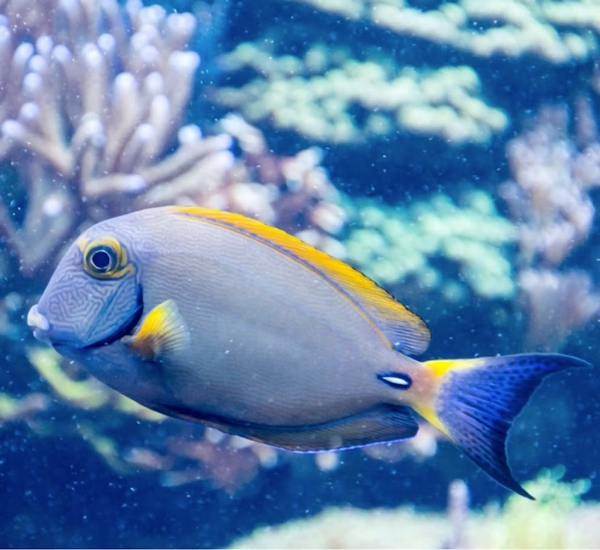 SEA LIFE Grapevine Aquarium Image #2 SEA LIFE Grapevine Aquarium Image #2
