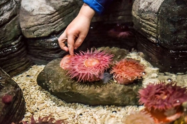 SEA LIFE Grapevine Aquarium Image #3 SEA LIFE Grapevine Aquarium Image #3