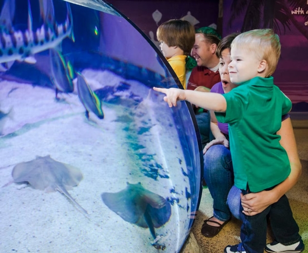 SEA LIFE Grapevine Aquarium Image #4 SEA LIFE Grapevine Aquarium Image #4