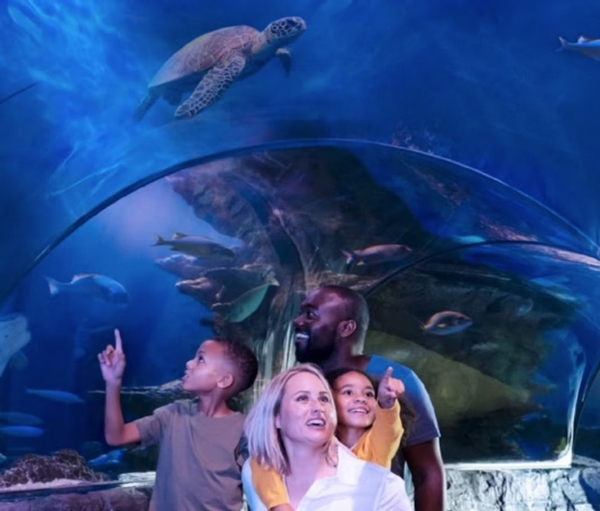 SEA LIFE Grapevine Aquarium Image #7 SEA LIFE Grapevine Aquarium Image #7