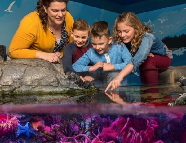 SEA LIFE Grapevine Aquarium Image #8 SEA LIFE Grapevine Aquarium Image #8