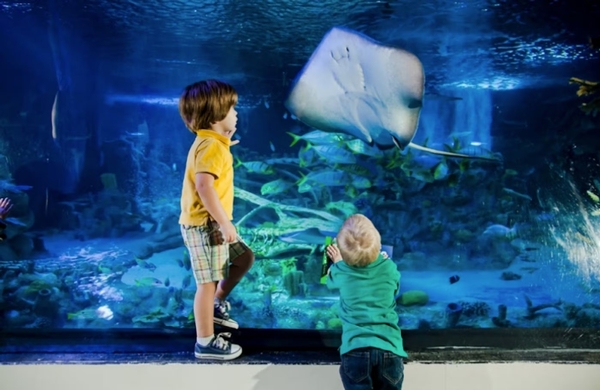 SEA LIFE Grapevine Aquarium Image #9 SEA LIFE Grapevine Aquarium Image #9