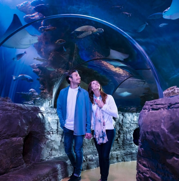 SEA LIFE Grapevine Aquarium Image #11 SEA LIFE Grapevine Aquarium Image #11